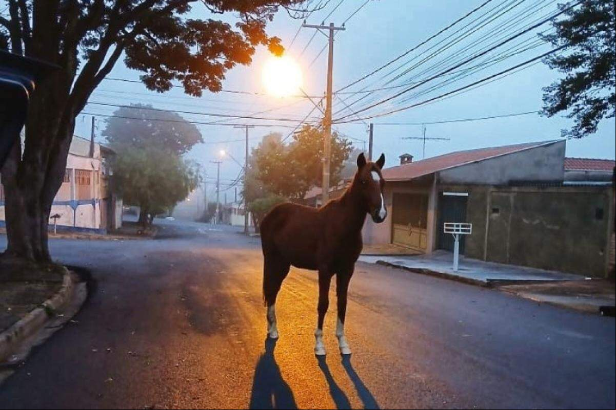 Cavalo empacado nesta segunda (9), na quadra 2 da rua dos Motoristas, no Gasparini
