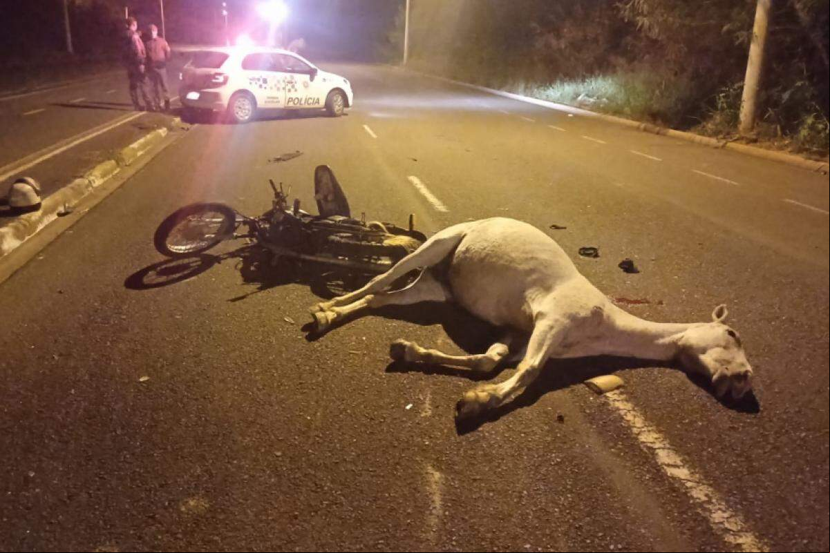 Motociclista ficou ferido após colidir com animal; veículo apresentava irregularidades e foi apreendido. Perícia foi realizada no local