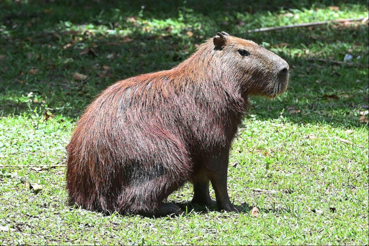 Quatorze capivaras do Lago do Café já aram por cirurgia reprodutiva; meta é conter a proliferação da bactéria causadora da febre maculosa.